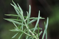 Cassinia telfordii