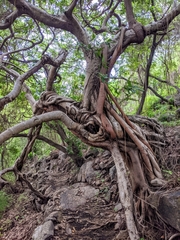 Ficus tremula