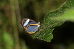 Oleria didymaea