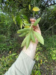 Cryptocarya triplinervis triplinervis