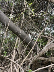 Cryptocarya triplinervis triplinervis