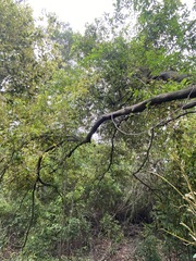 Cryptocarya triplinervis triplinervis