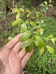 Cryptocarya triplinervis triplinervis