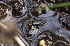 Paederidus ruficollis