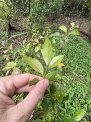 Cryptocarya triplinervis triplinervis