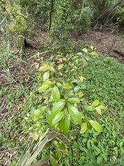 Cryptocarya triplinervis triplinervis