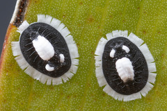 Pseudozaphanera wariensis