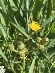 Sonchus palustris