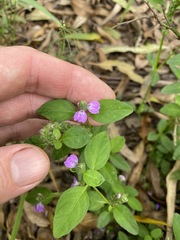 Rostellularia obtusa