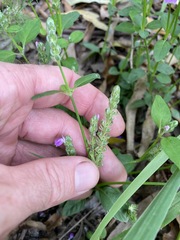 Rostellularia obtusa