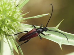 Stenurella approximans