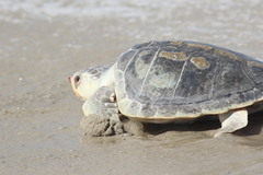 Lepidochelys kempii