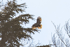 Buteo japonicus