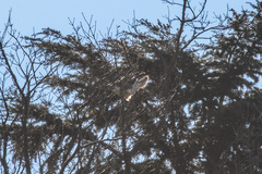 Buteo japonicus