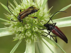 Stenurella approximans