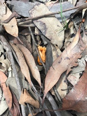 Clavulinopsis sulcata