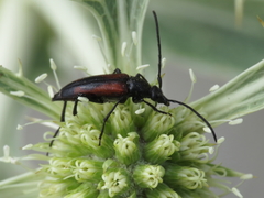 Stenurella approximans