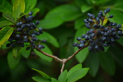 Daphniphyllum calycinum