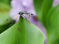 Micrathyria ocellata