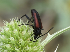 Stenurella approximans