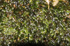 Fissidens fasciculatus