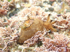 Aplysia concava