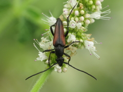 Stenurella approximans