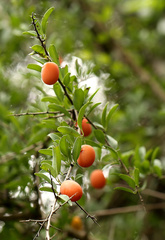 Ximenia americana microphylla