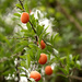 Ximenia americana microphylla - Photo (c) Wynand Uys,  זכויות יוצרים חלקיות (CC BY), הועלה על ידי Wynand Uys