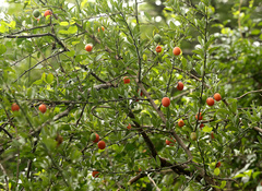 Ximenia americana microphylla