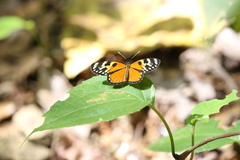 Eresia ithomioides eutropia