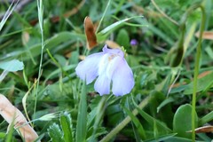Mazus pumilio