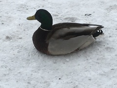 Anas platyrhynchos