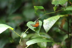 Eresia ithomioides eutropia