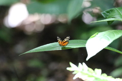 Eresia ithomioides eutropia