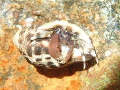 Pagurixus jerviensis