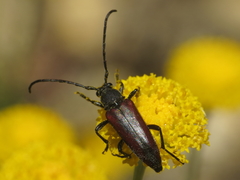 Stenurella approximans