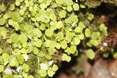Wimmerella pygmaea