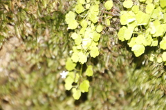 Wimmerella pygmaea