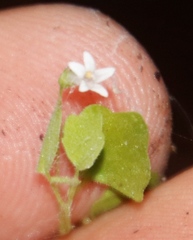 Wimmerella pygmaea