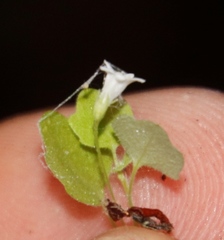 Wimmerella pygmaea