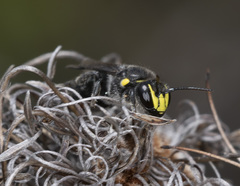 Hylaeus alcyoneus