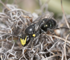 Hylaeus alcyoneus