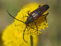 Stenurella approximans