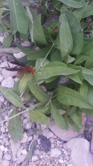Polistes mexicanus