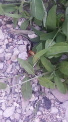 Polistes mexicanus