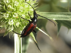 Stenurella approximans