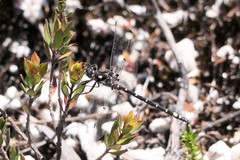 Synthemiopsis gomphomacromioides