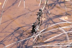 Synthemiopsis gomphomacromioides