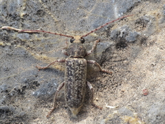 Trichoferus griseus